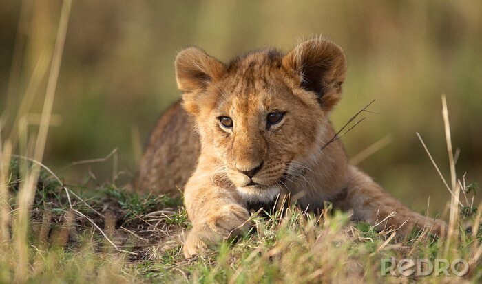 Fototapete Löwenbabys im Gras