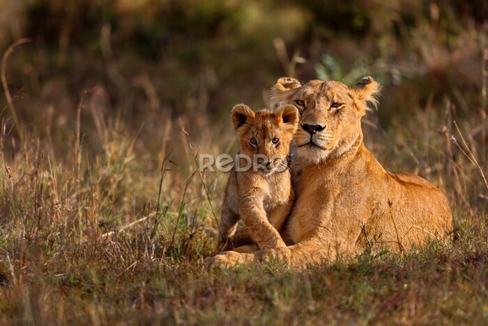 Fototapete Löwenfamilie