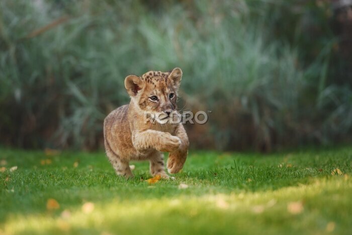 Fototapete Löwenjunge läuft inmitten der Natur