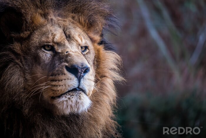 Fototapete Löwenkopf in Nahaufnahme