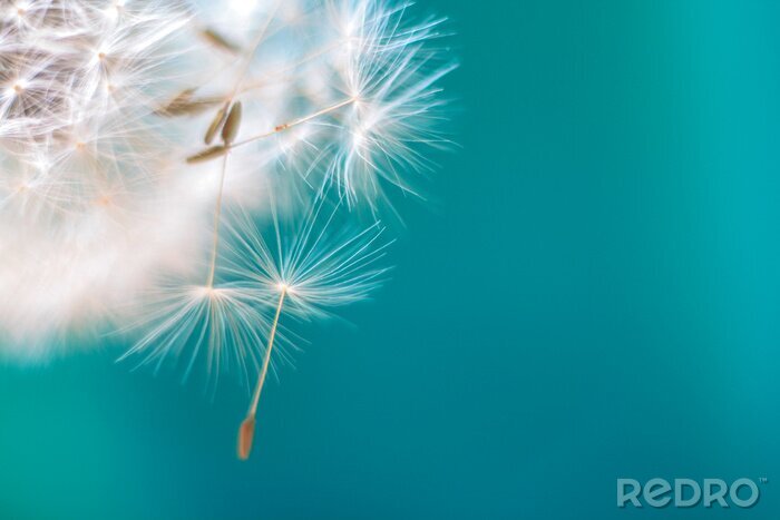 Fototapete Löwenzahn auf türkisfarbenem Hintergrund
