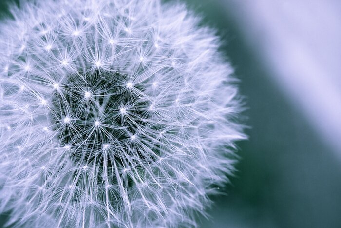 Fototapete Löwenzahn in starker Nahaufnahme