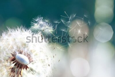 Fototapete Löwenzahn mit schwimmenden Samen
