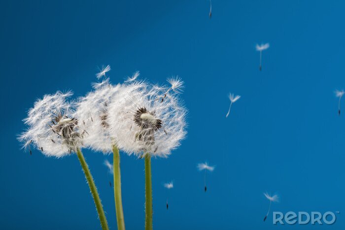 Fototapete Löwenzahn Pusteblumen am Himmel