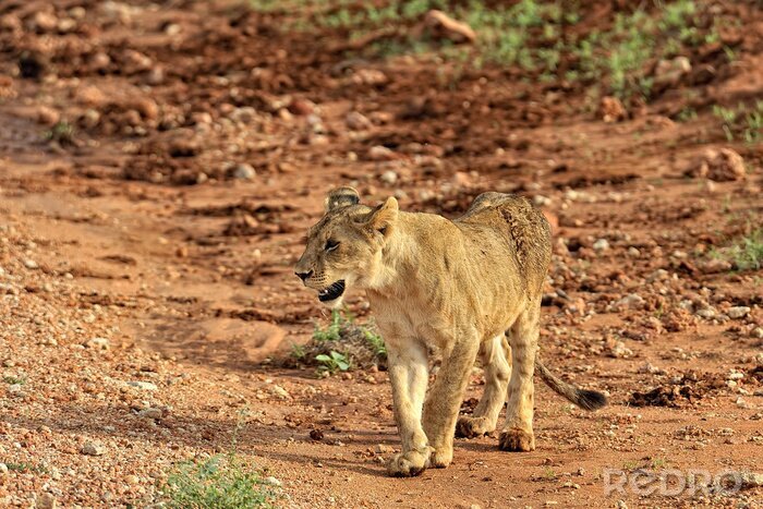 Fototapete Löwin auf einem Sandweg