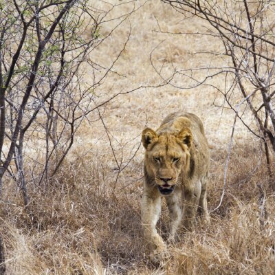 Löwin im afrikanischen Nationalpark