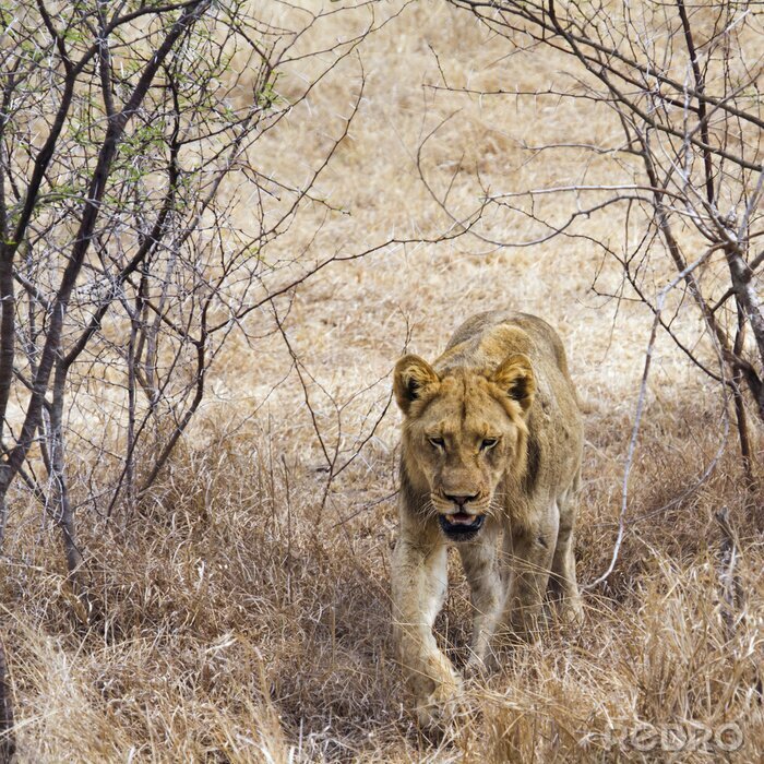 Fototapete Löwin im afrikanischen Nationalpark