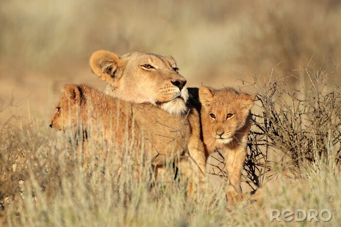 Fototapete Löwin und die Löwenjungen in der Savanne