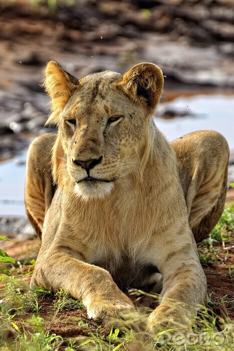 Fototapete Löwin vor dem Hintergrund des Wassers