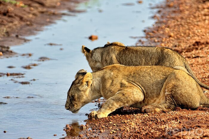 Fototapete Löwinnen am Fluss