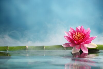 Fototapete Lotus auf Wasser