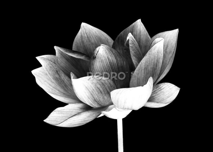 Fototapete Lotusblüte auf schwarzem Hintergrund