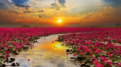 Fototapete Lotusblüten am Wasser bei Sonnenuntergang