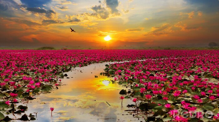 Fototapete Lotusblüten am Wasser bei Sonnenuntergang
