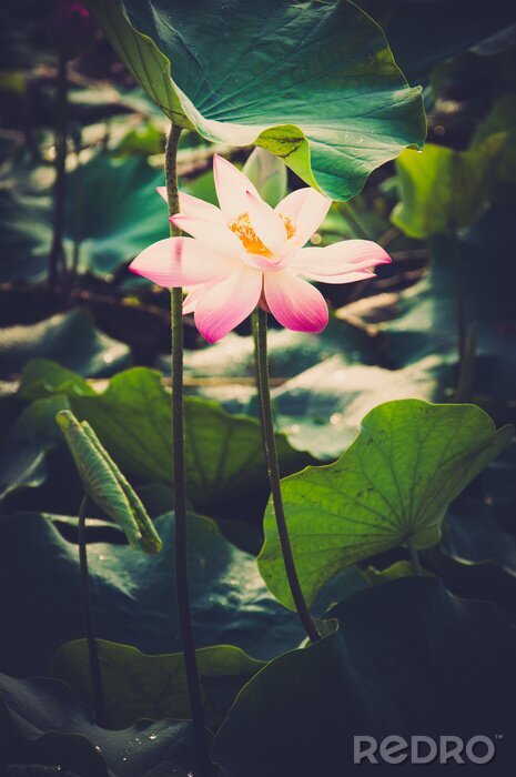 Fototapete Lotusblume auf dem Wasser