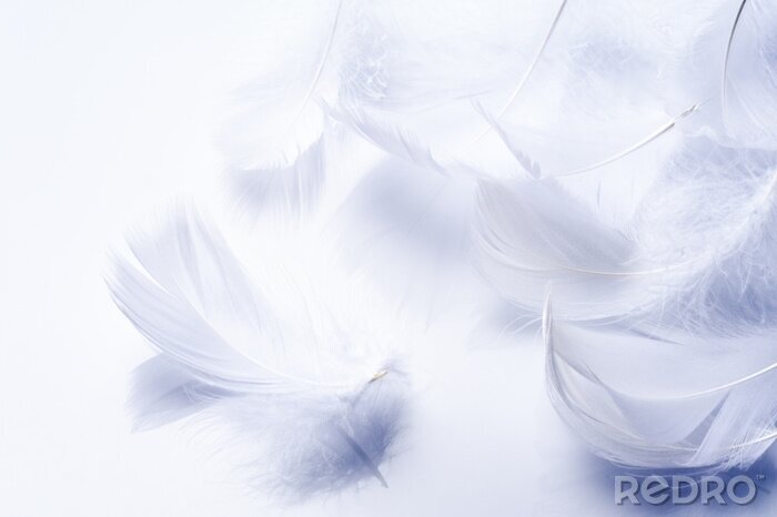 Fototapete Luftige weiße Federn