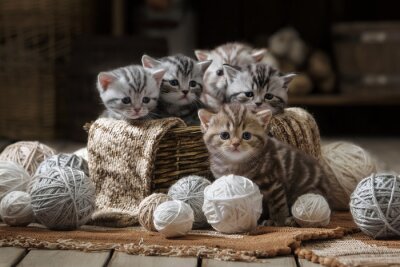 Lustige Katzen mit Wollgarn