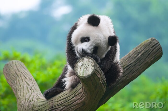Fototapete Lustiger Panda auf einem Baum