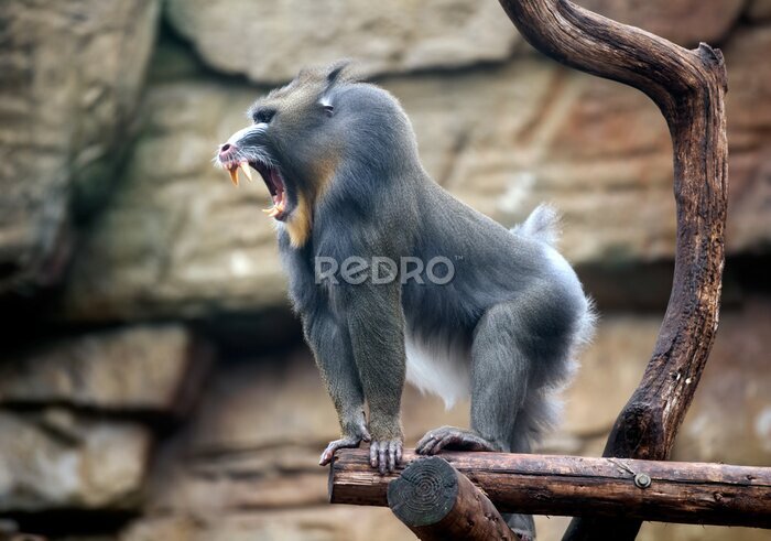 Fototapete Mächtiger Mandrill auf einem Baumast