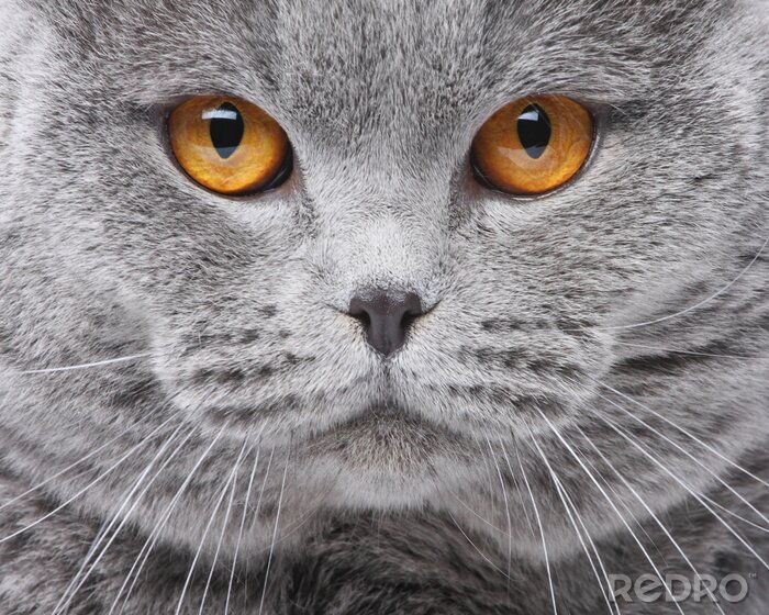 Fototapete Mäulchen der BHK-Katze