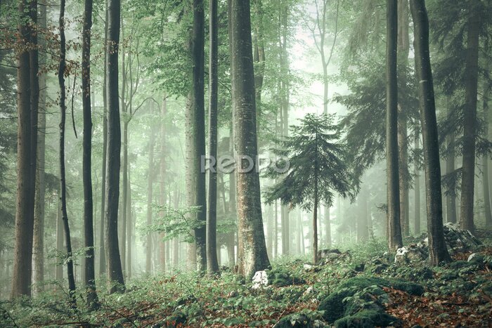 Fototapete Magie des Waldes