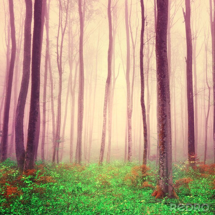 Fototapete Magischer Fantasy Wald