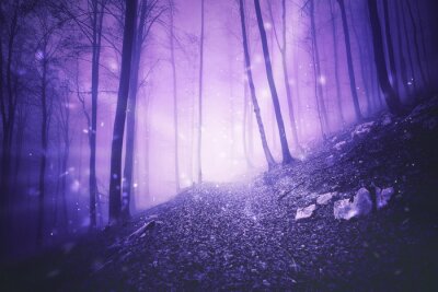 Fototapete Magischer kühler Wald