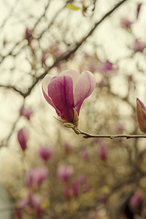 Fototapete Magnolie an einem bewölkten Tag