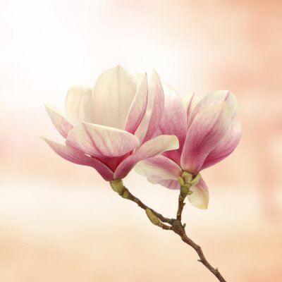 Fototapete Magnolie auf rosa Hintergrund