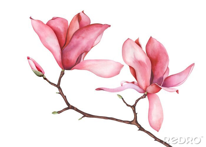Fototapete Magnolie auf weißem Hintergrund auf einem blattlosen Zweig