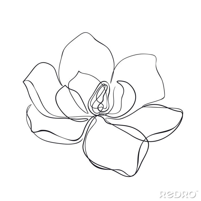 Fototapete Magnolie auf weißem Hintergrund Handskizze