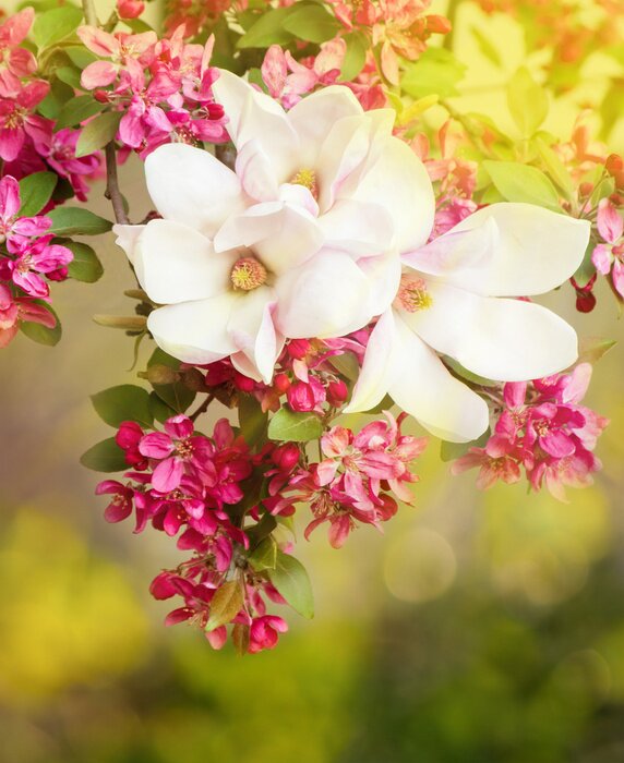 Fototapete Magnolie im Frühling