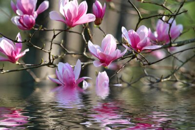 Magnolie in Blüte am Wasser