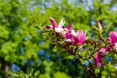 Fototapete Magnolie in Fuchsia