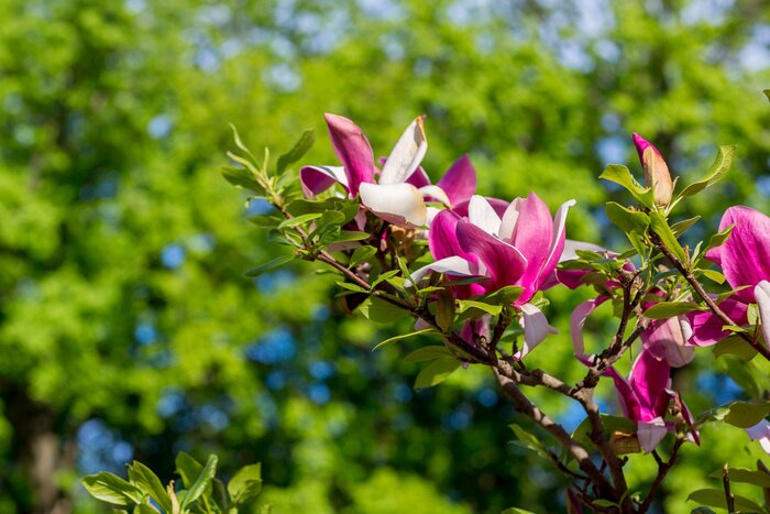 Fototapete Magnolie in Fuchsia