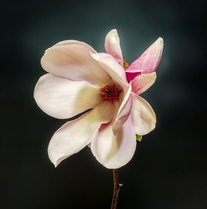 Fototapete Magnolie in Makro-Version