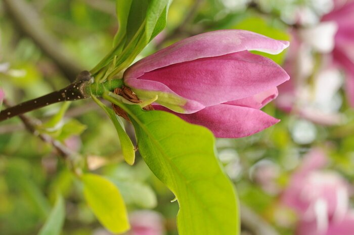 Fototapete Magnolie und Blätter auf dem Baum