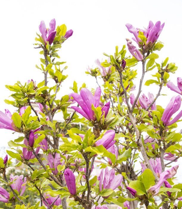 Fototapete Magnolie und Blätter auf weißem Hintergrund