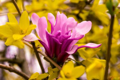 Fototapete Magnolie unter gelben Pflanzen
