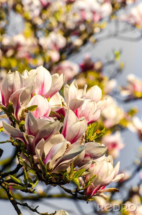 Fototapete Magnolien an einem sonnigen Tag