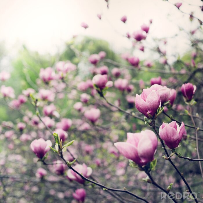 Fototapete Magnolien im Garten