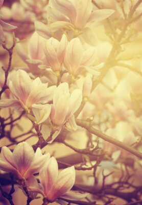 Fototapete Magnolien im Sonnenschein