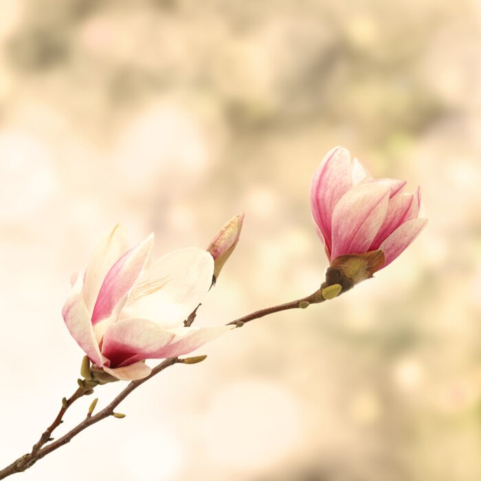 Fototapete Magnolien im Vintage-Stil