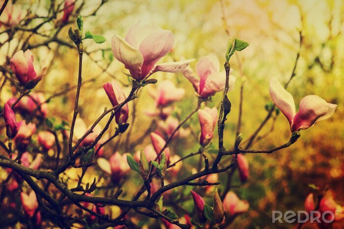 Fototapete Magnolien in warmen Farben