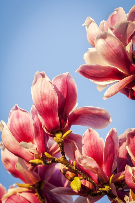 Fototapete Magnolien Sonne und Himmel