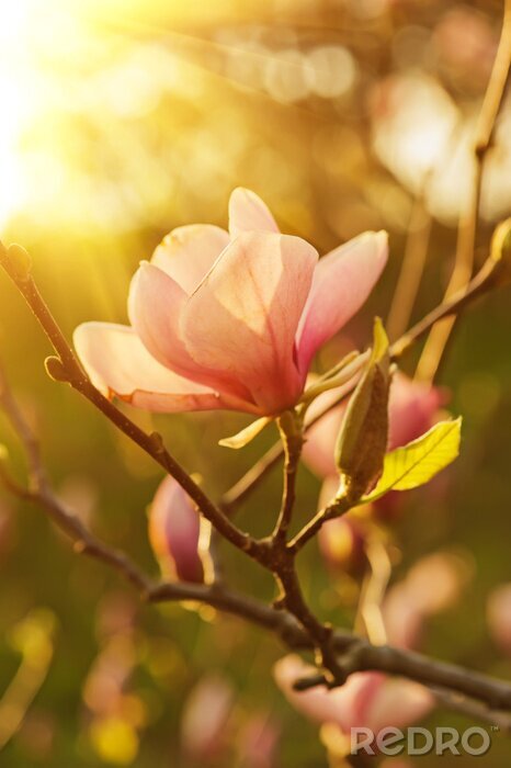 Fototapete Magnolien von der Sonne beleuchtet