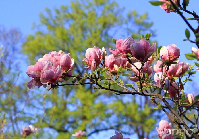 Fototapete Magnolien vor dem Hintergrund von Bäumen