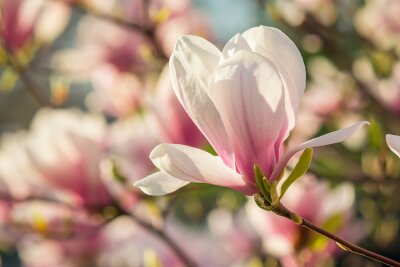 Fototapete Magnolienbaum-Blütenblätter