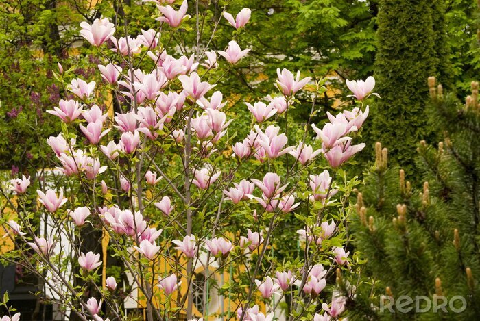 Fototapete Magnolienbaum im Garten