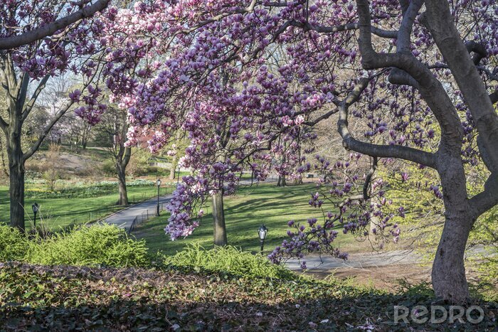 Fototapete Magnolienbaum im Park